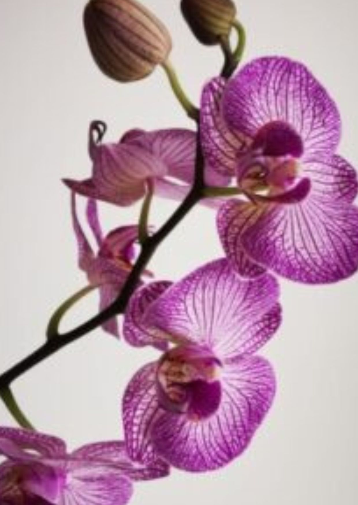 صورة تجريبية 7